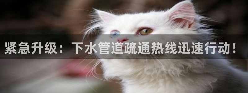 威九国际惠子