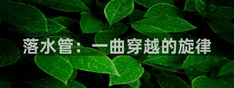 威九国际X8