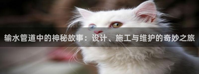 威九国际空降服务女演员名字