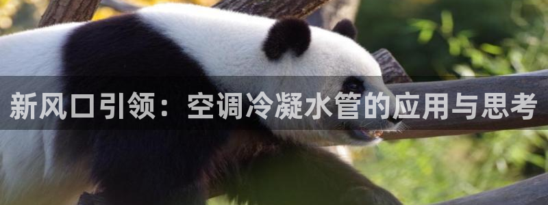 威九国际精免费下载