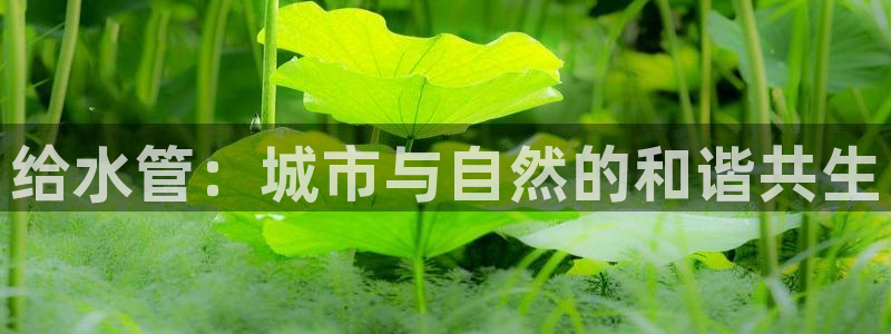 威九国际v96bet下载